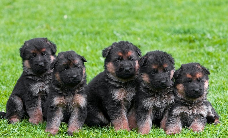 Team_Pakas_Schaeferhvalp_34