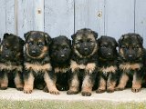 Team_Pakas_Schaeferhvalp_43.jpg