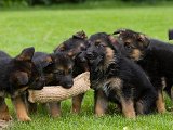 Team_Pakas_Schaeferhvalp_64.jpg